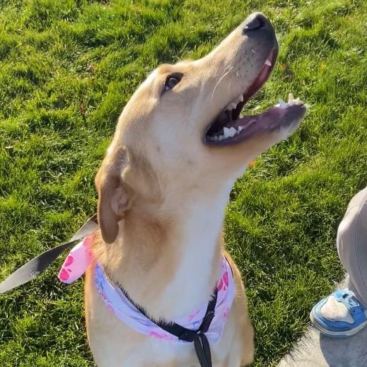 Maple #2, Adoptable, Adult Female Mixed Breed.