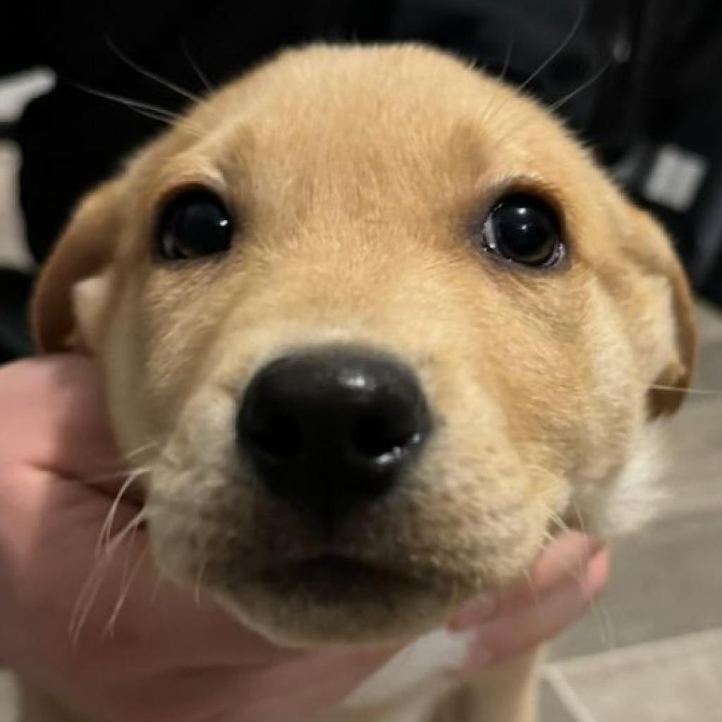 Enlarge Maple #2, a Adoptable Mixed Breed in Benton City, WA image 2/6