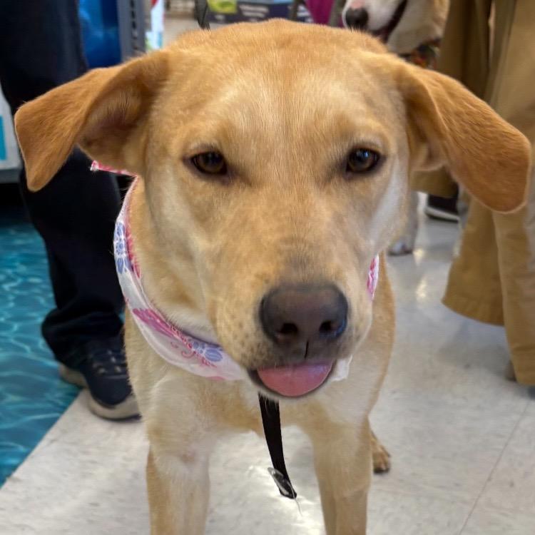 Enlarge Maple #2, a Adoptable Mixed Breed in Benton City, WA image 3/6