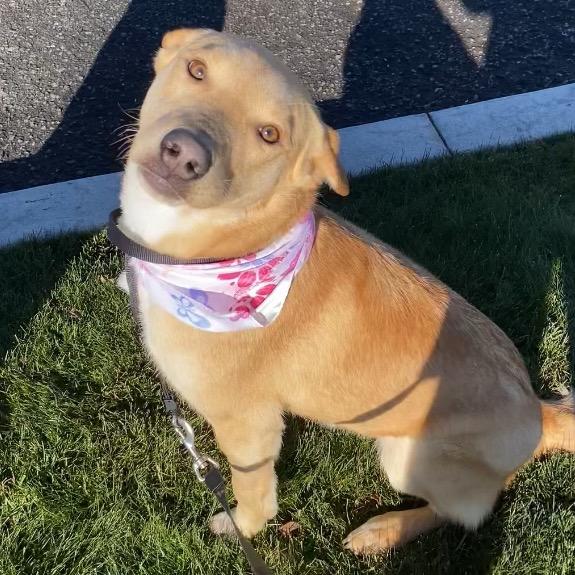 Enlarge Maple #2, a Adoptable Mixed Breed in Benton City, WA image 4/6