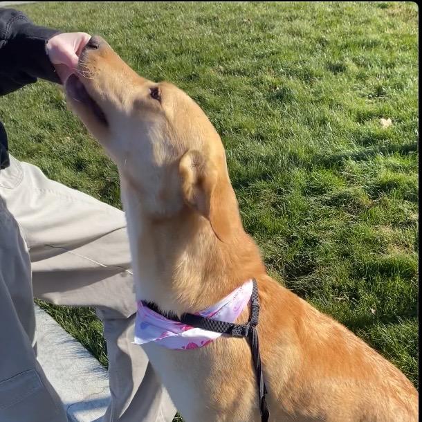 Enlarge Maple #2, a Adoptable Mixed Breed in Benton City, WA image 5/6