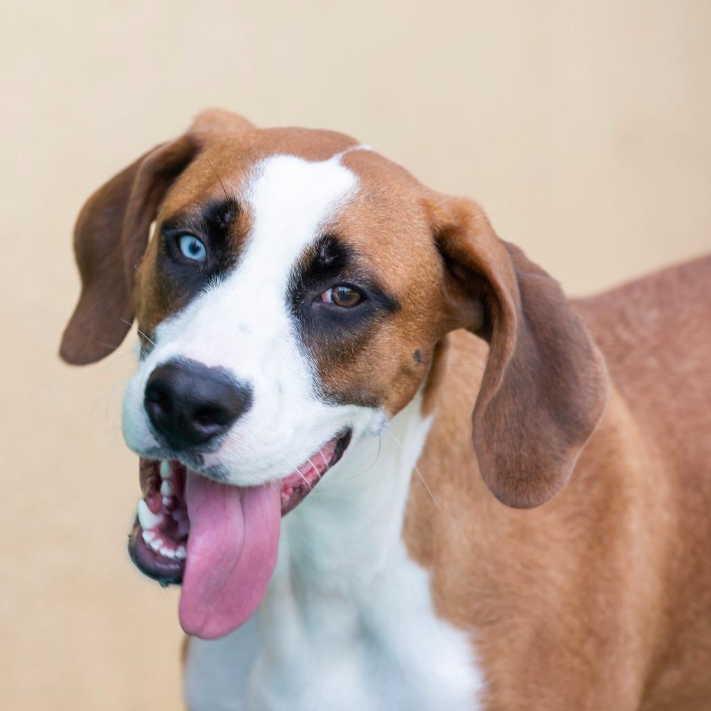 Winston, Adoptable, Young Male Mixed Breed.