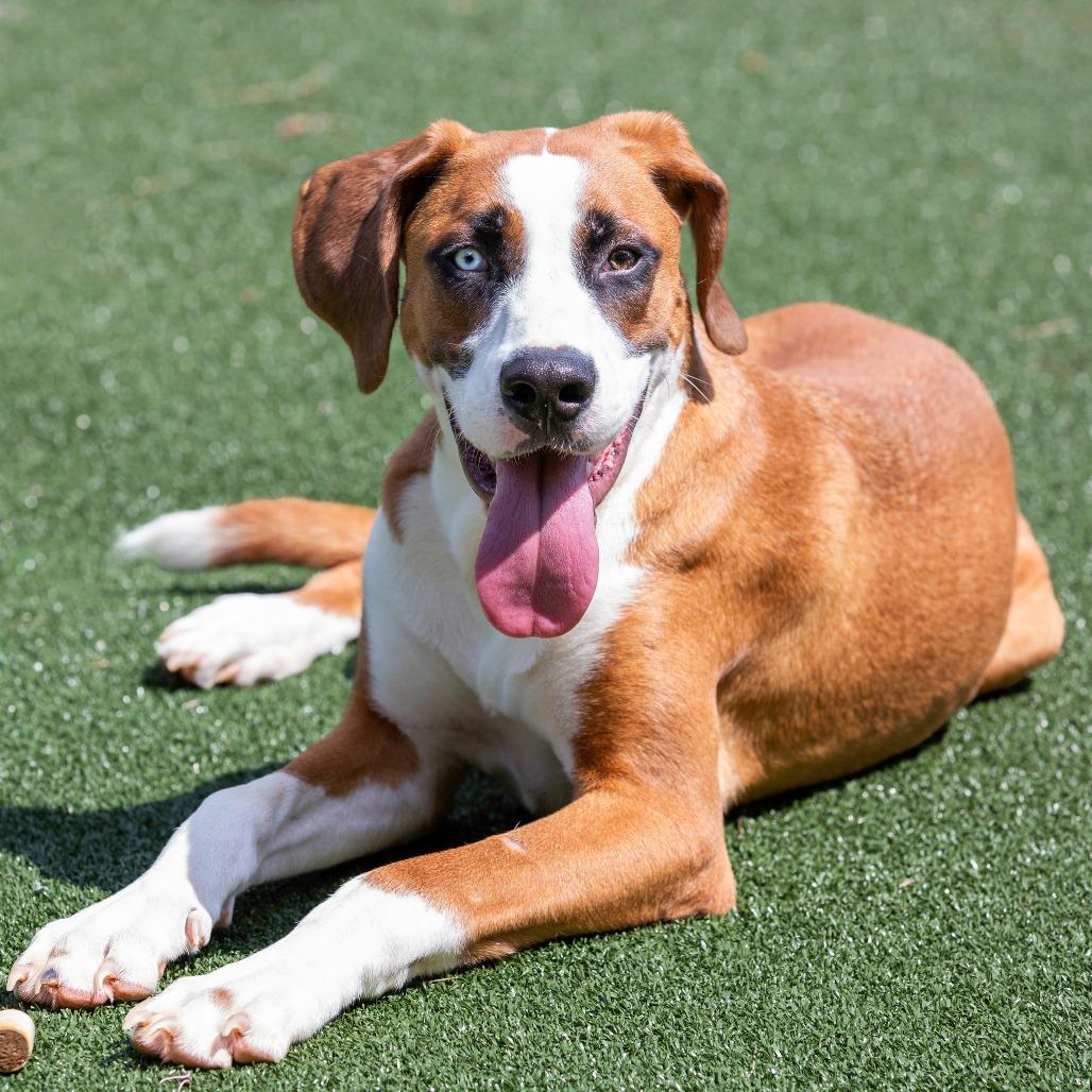Enlarge Winston, a Adoptable Mixed Breed in Cartersville, GA image 3/5