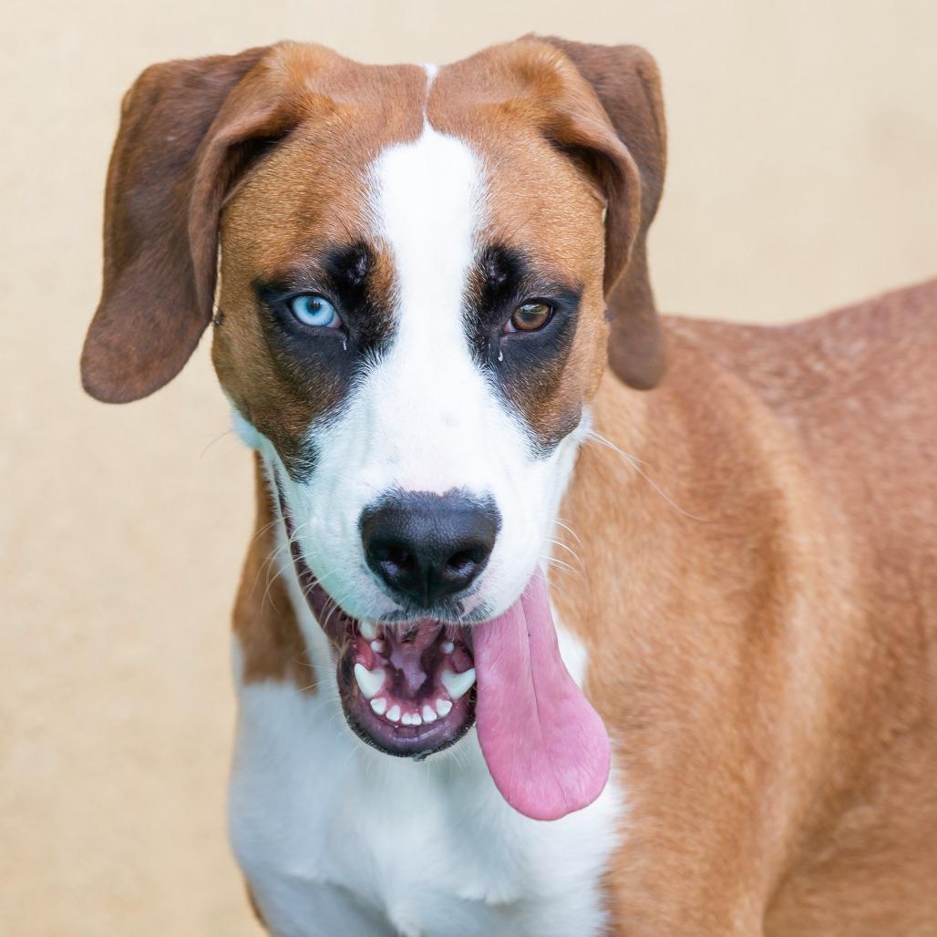 Enlarge Winston, a Adoptable Mixed Breed in Cartersville, GA image 4/5
