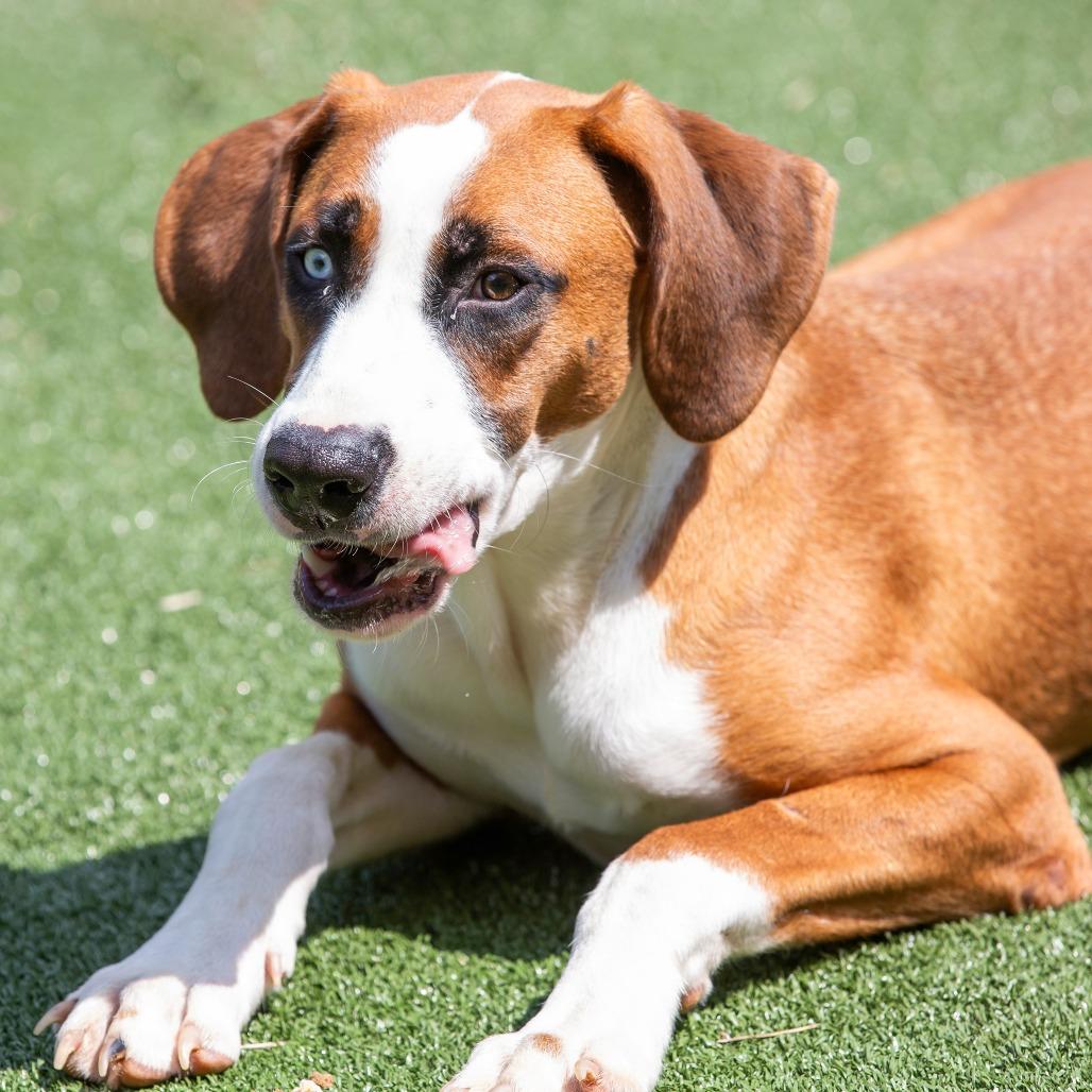 Enlarge Winston, a Adoptable Mixed Breed in Cartersville, GA image 5/5