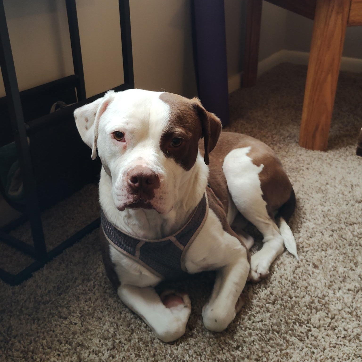 Robin, ADOPTABLE, Adult Male Pit Bull Terrier.