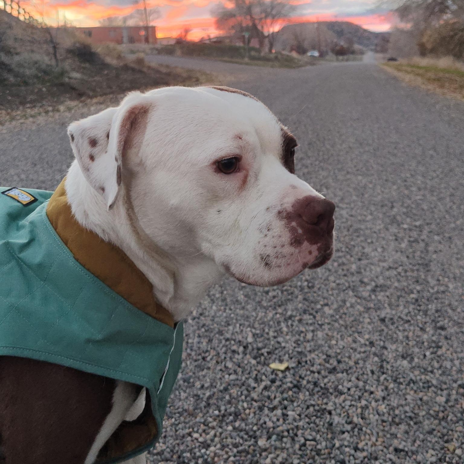 Robin, a ADOPTABLE Pit Bull Terrier in Torrey, UT image 2/2