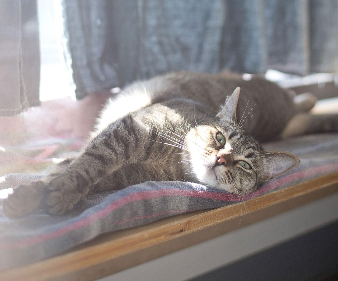 Pepita, a Adoptable Domestic Short Hair in Oakland, CA image 1/3