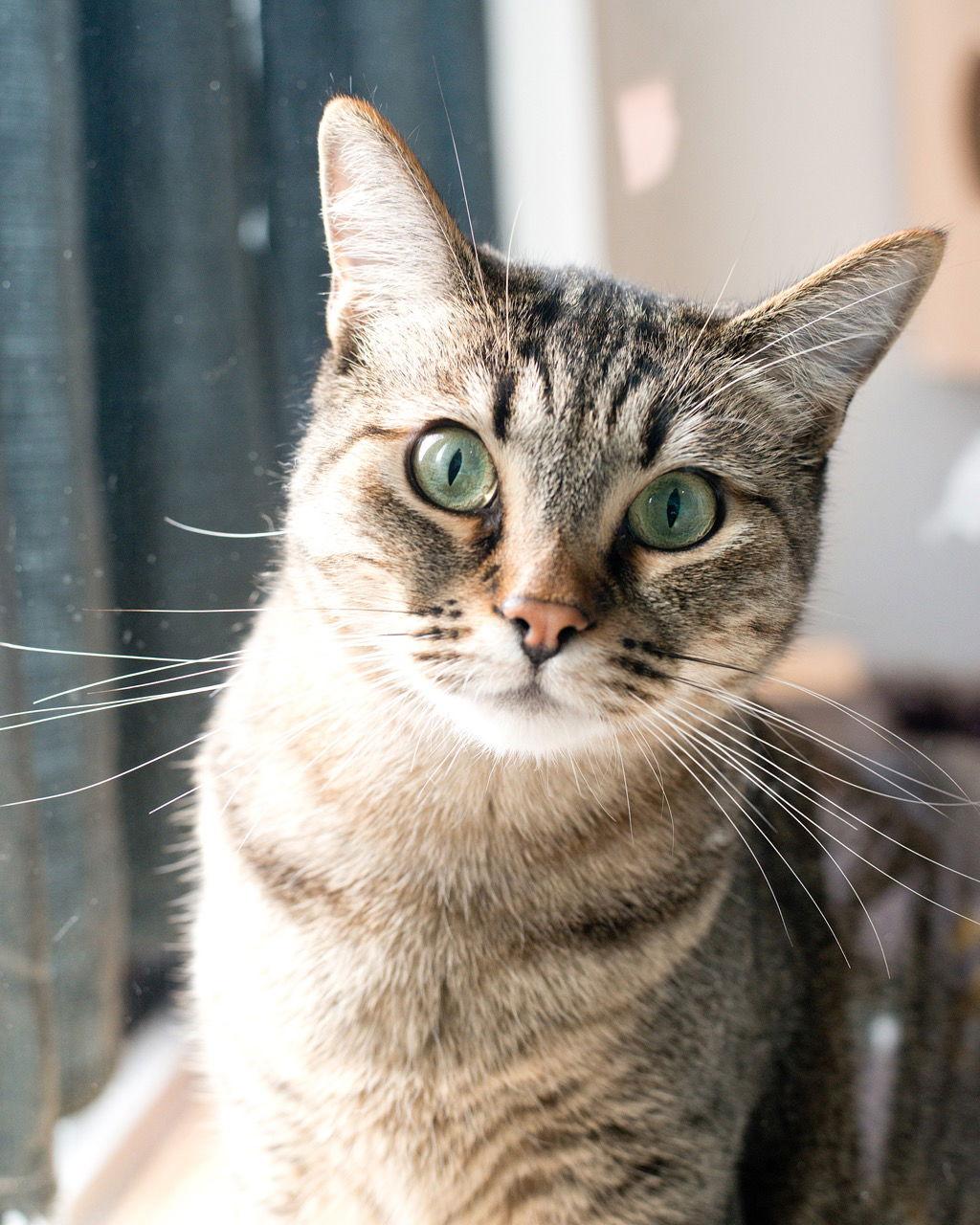 Pepita, a Adoptable Domestic Short Hair in Oakland, CA image 2/3