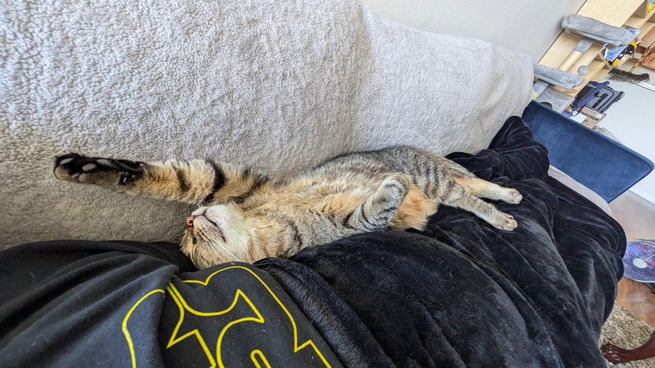 Pepita, a Adoptable Domestic Short Hair in Oakland, CA image 3/3