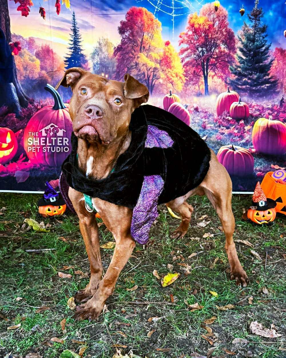 Ozzy Pawsbourne AVAILABLE, a Adoptable Pit Bull Terrier in Canton, OH image 1/6