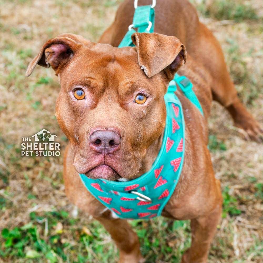 Ozzy Pawsbourne AVAILABLE, a Adoptable Pit Bull Terrier in Canton, OH image 3/6