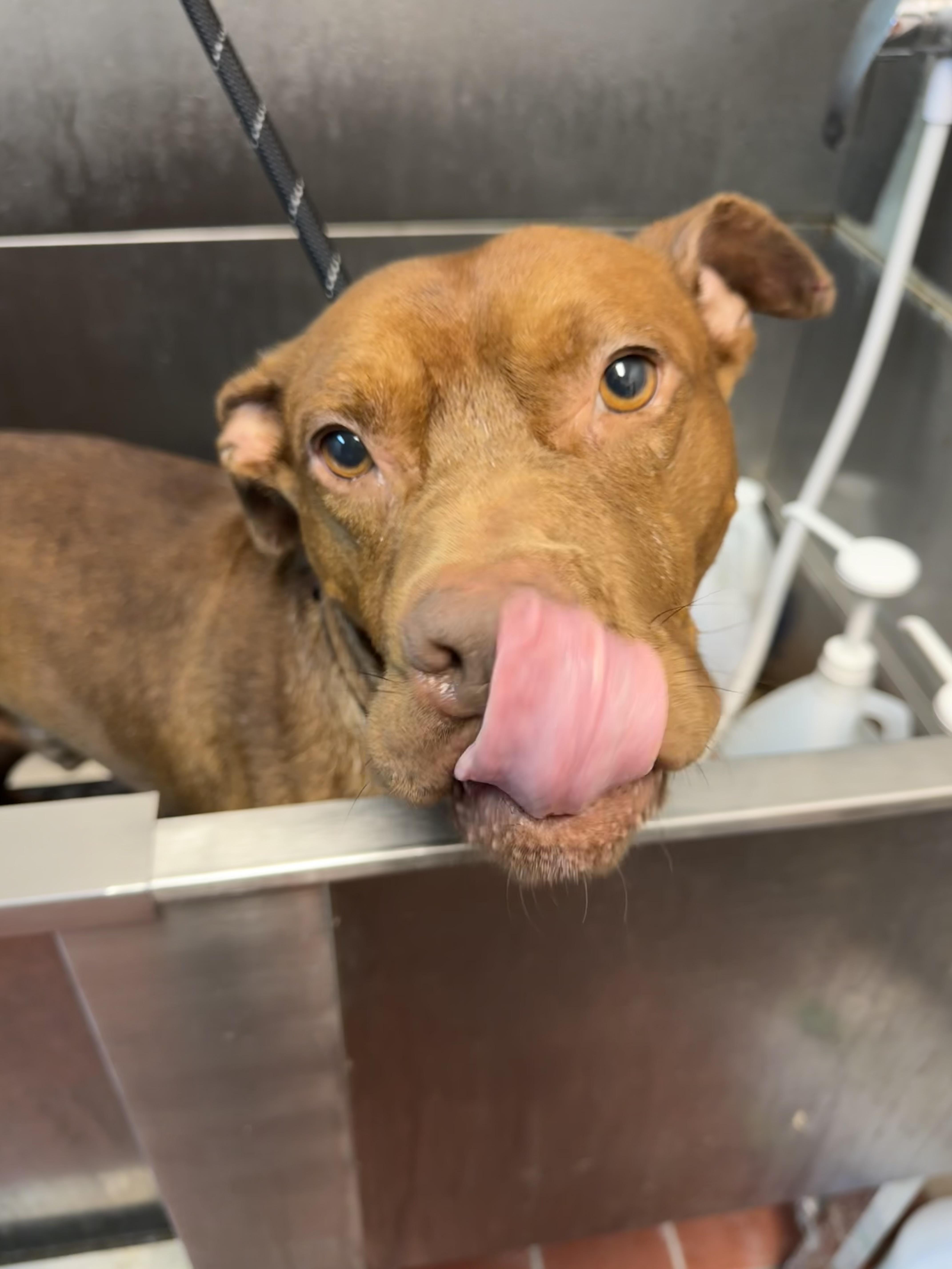 Ozzy Pawsbourne AVAILABLE, a Adoptable Pit Bull Terrier in Canton, OH image 5/6