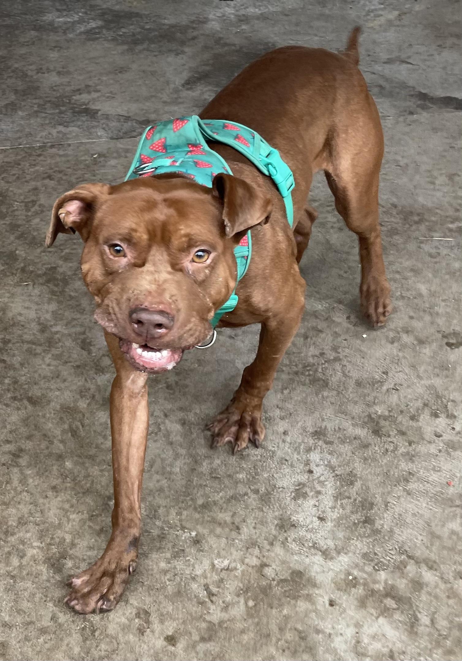 Ozzy Pawsbourne AVAILABLE, a Adoptable Pit Bull Terrier in Canton, OH image 6/6