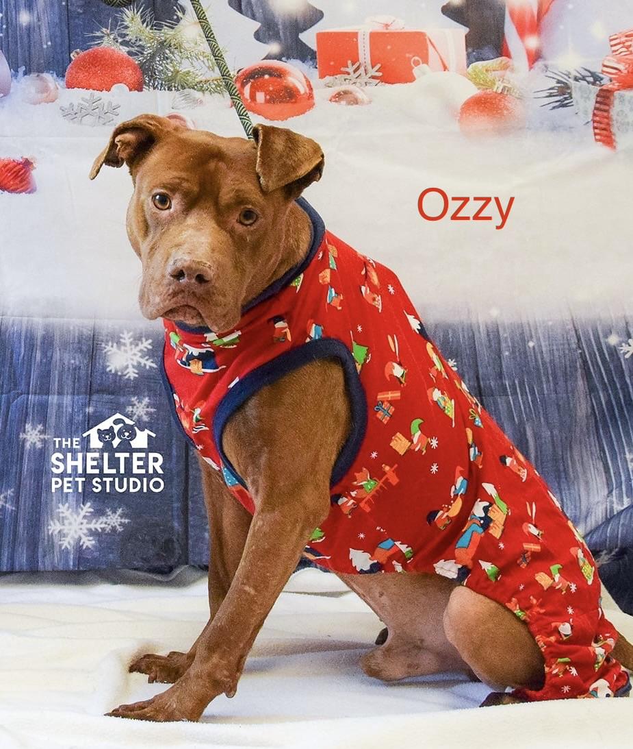 Ozzy Pawsbourne AVAILABLE, Adoptable, Adult Male Pit Bull Terrier.