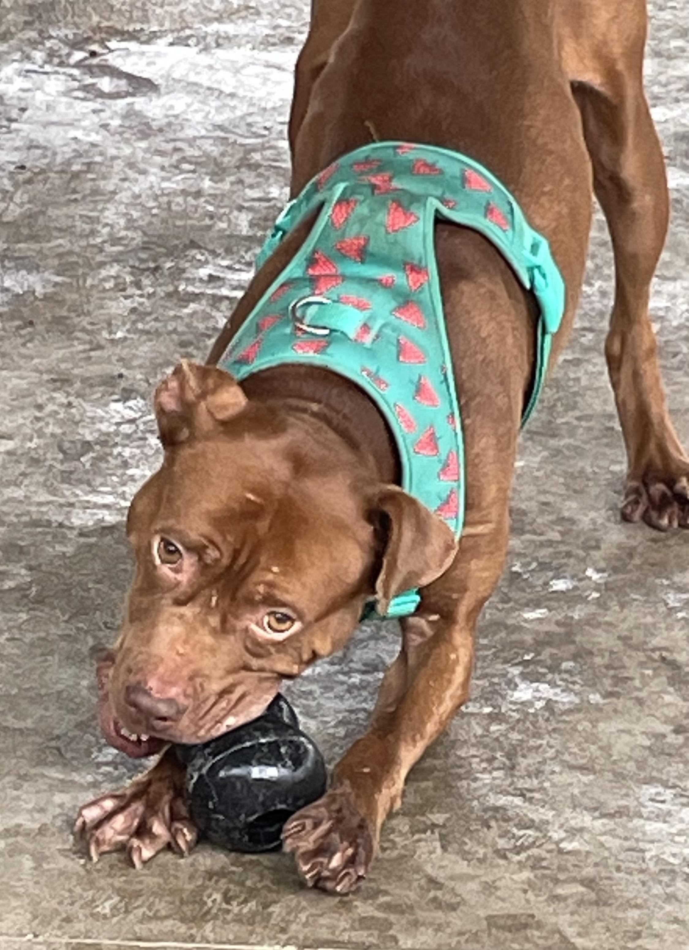 Ozzy Pawsbourne AVAILABLE, a Adoptable Pit Bull Terrier in Canton, OH image 4/6