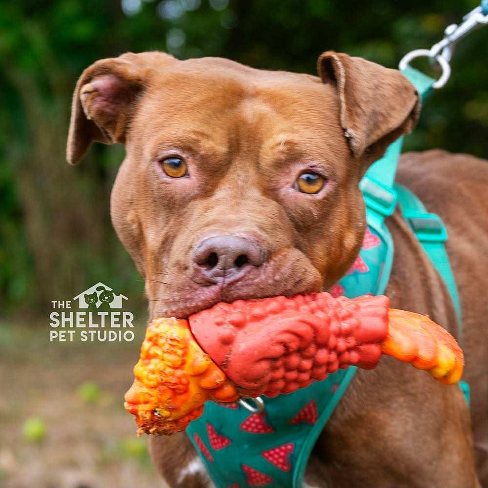 Ozzy Pawsbourne AVAILABLE, Adoptable, Adult Male Pit Bull Terrier.