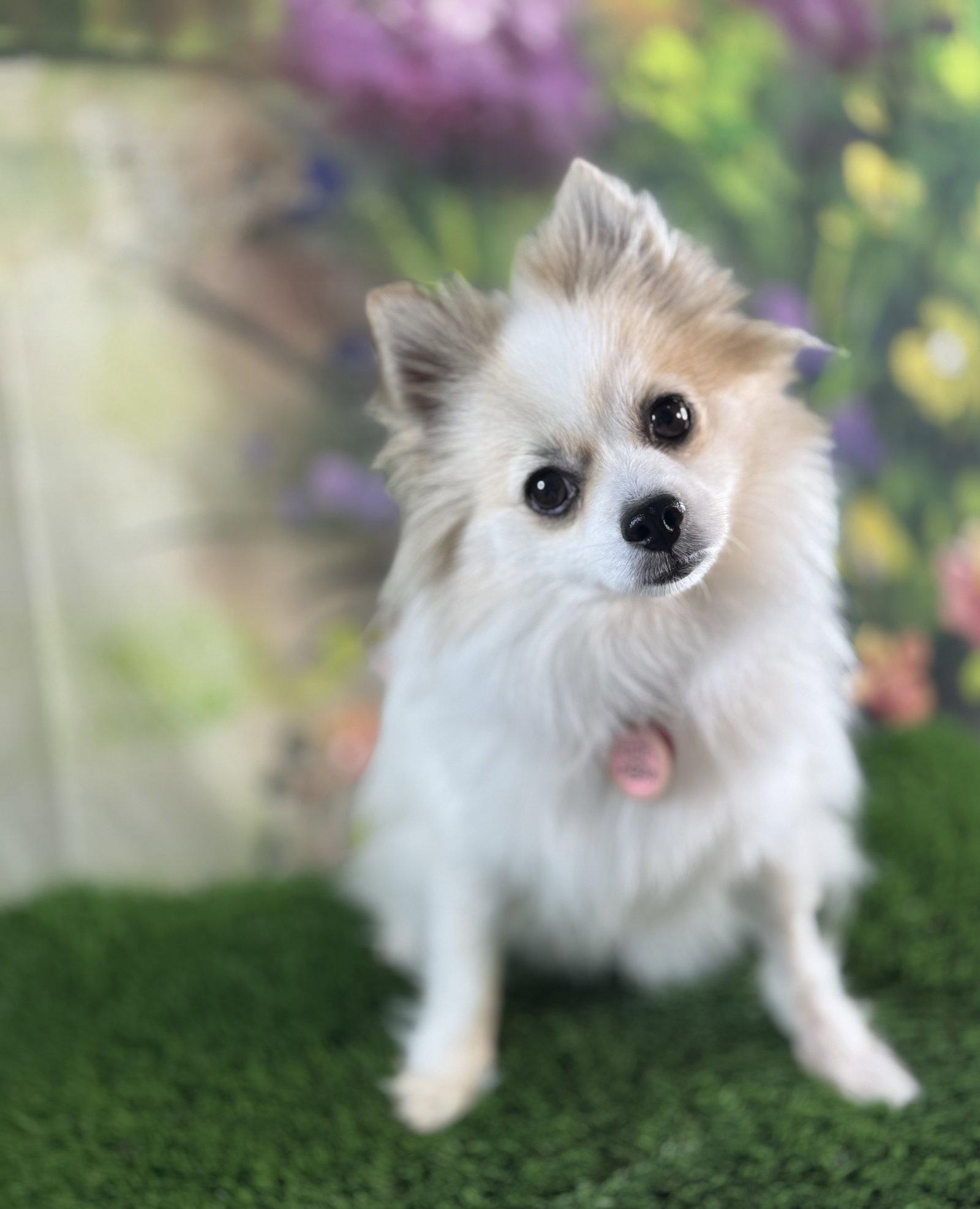 Enlarge Oshie, a Adoptable Pomeranian in Garland, TX image 1/3