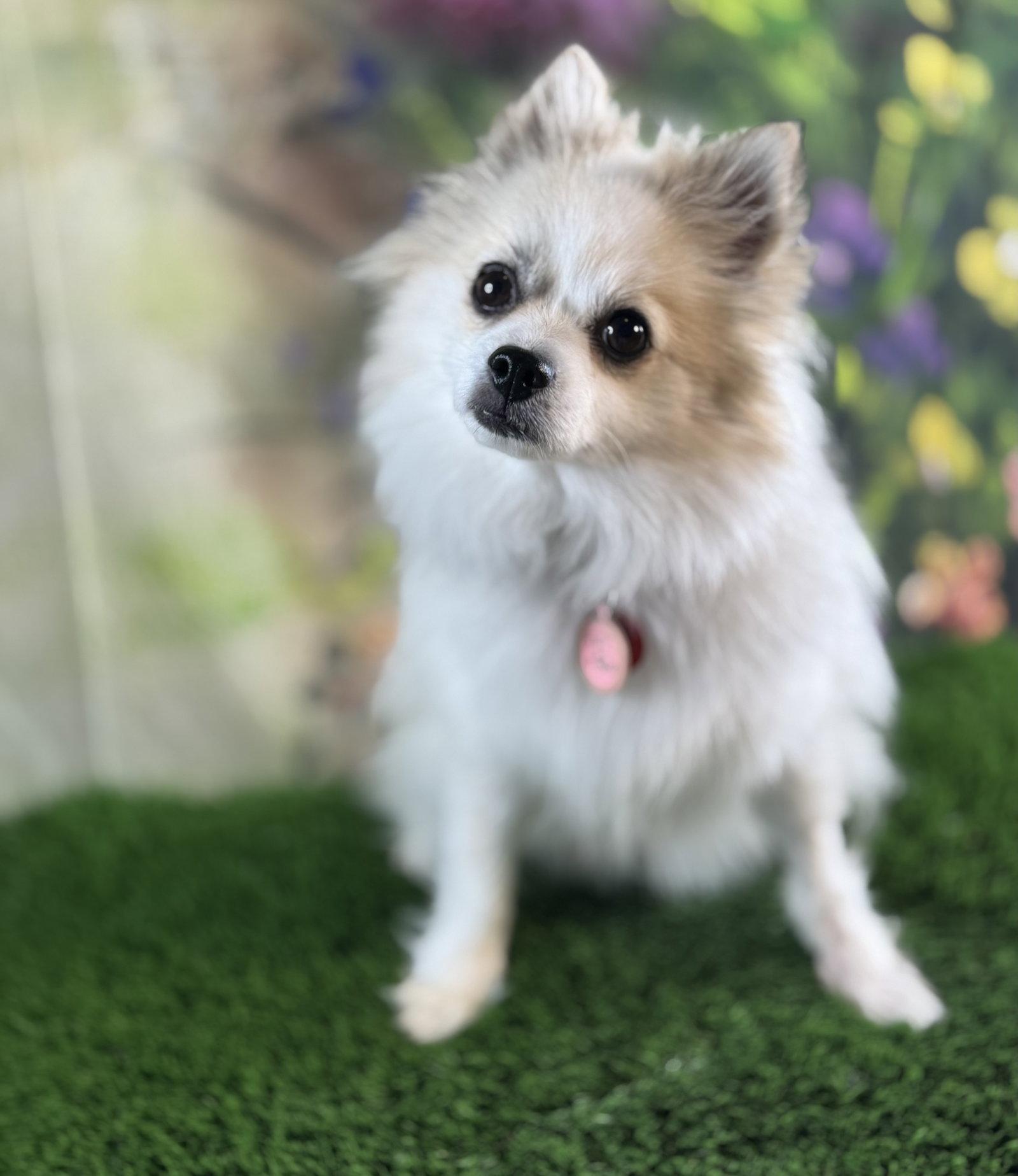 Enlarge Oshie, a Adoptable Pomeranian in Garland, TX image 2/3