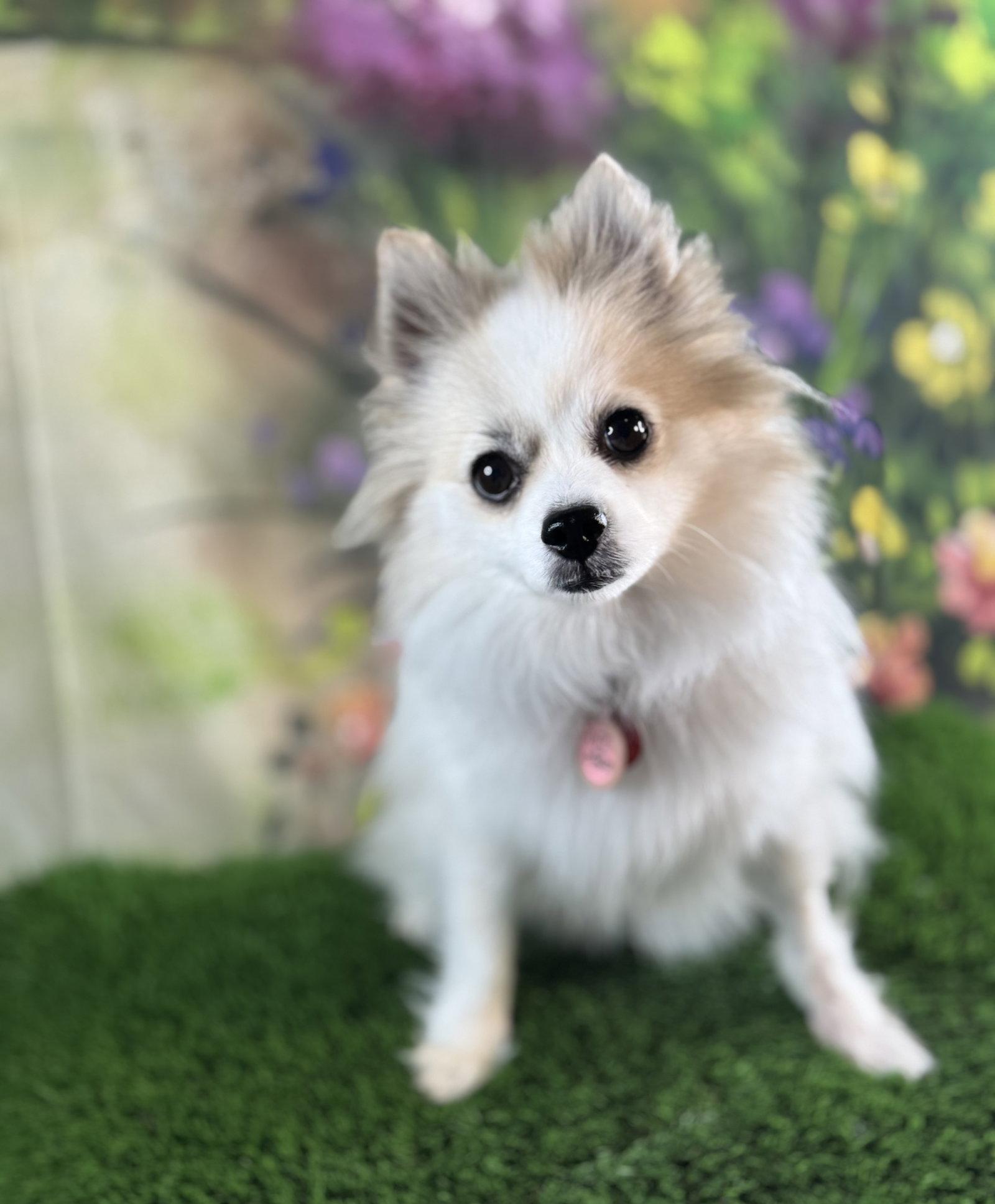 Enlarge Oshie, a Adoptable Pomeranian in Garland, TX image 3/3