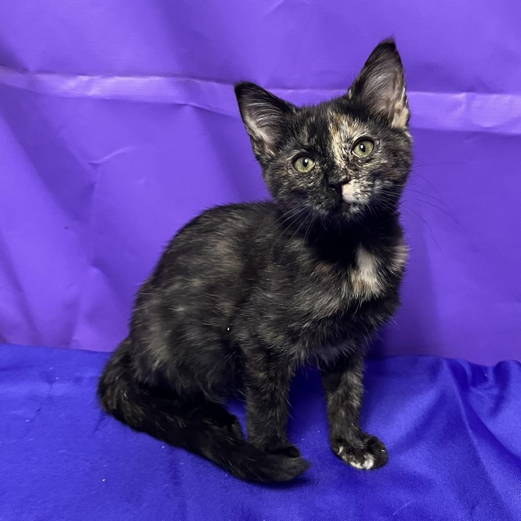 Yenta, Adoptable, Kitten Female Domestic Long Hair.