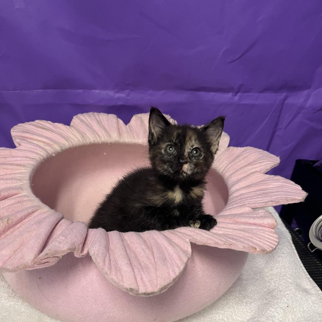 Yenta, a Adoptable Domestic Long Hair in Buffalo, MN image 2/2