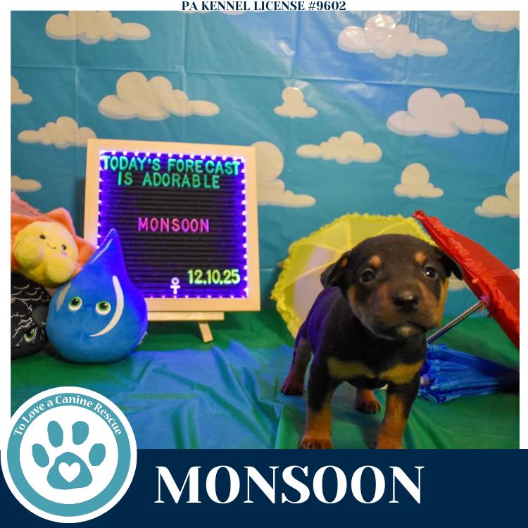 Monsoon (Mia’s Mini Meteorologists) 010326, Adoptable, Puppy Female Shepherd & Labrador Retriever.