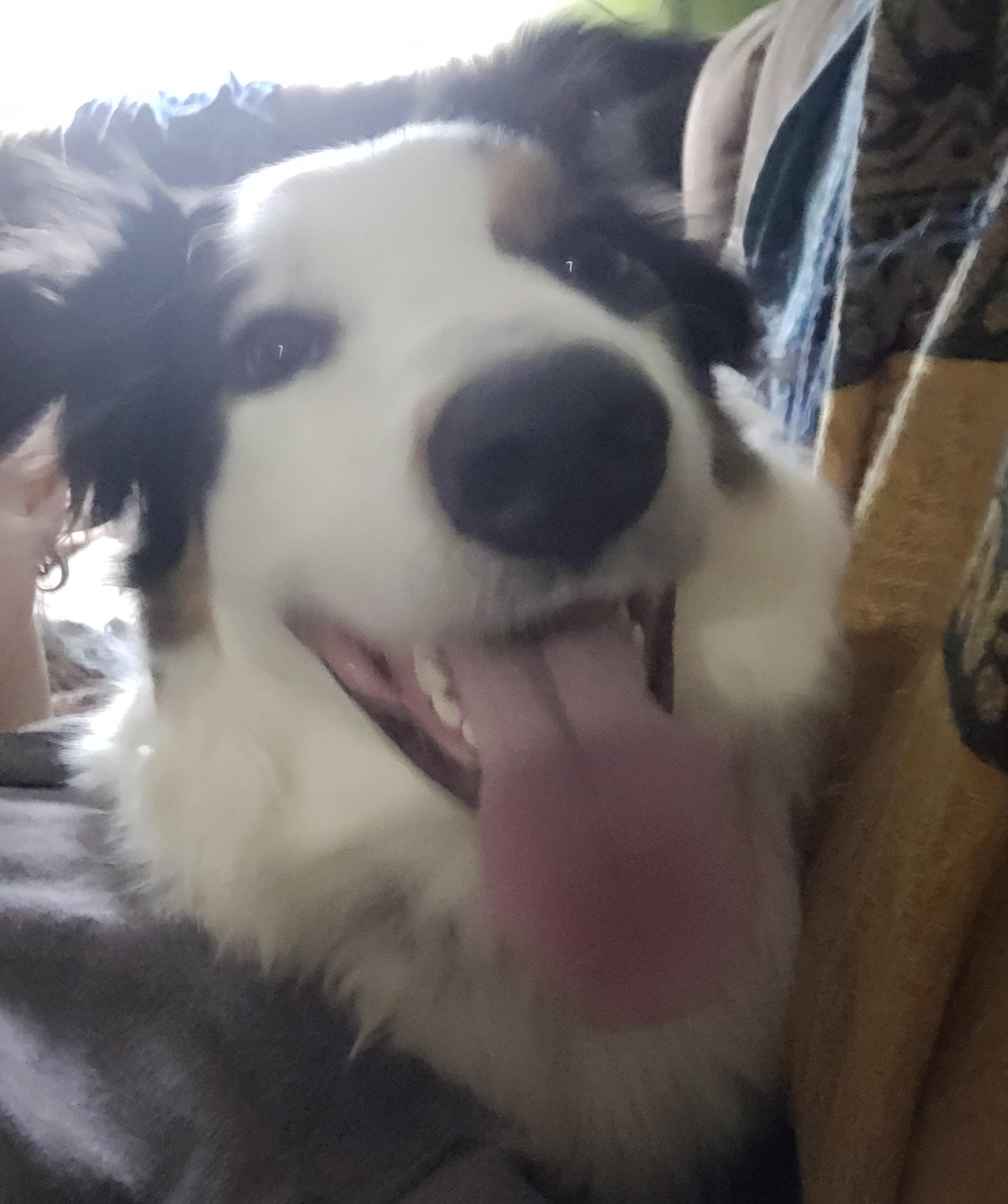 TARO, a ADOPTABLE Australian Shepherd in Hamilton, NJ image 2/2