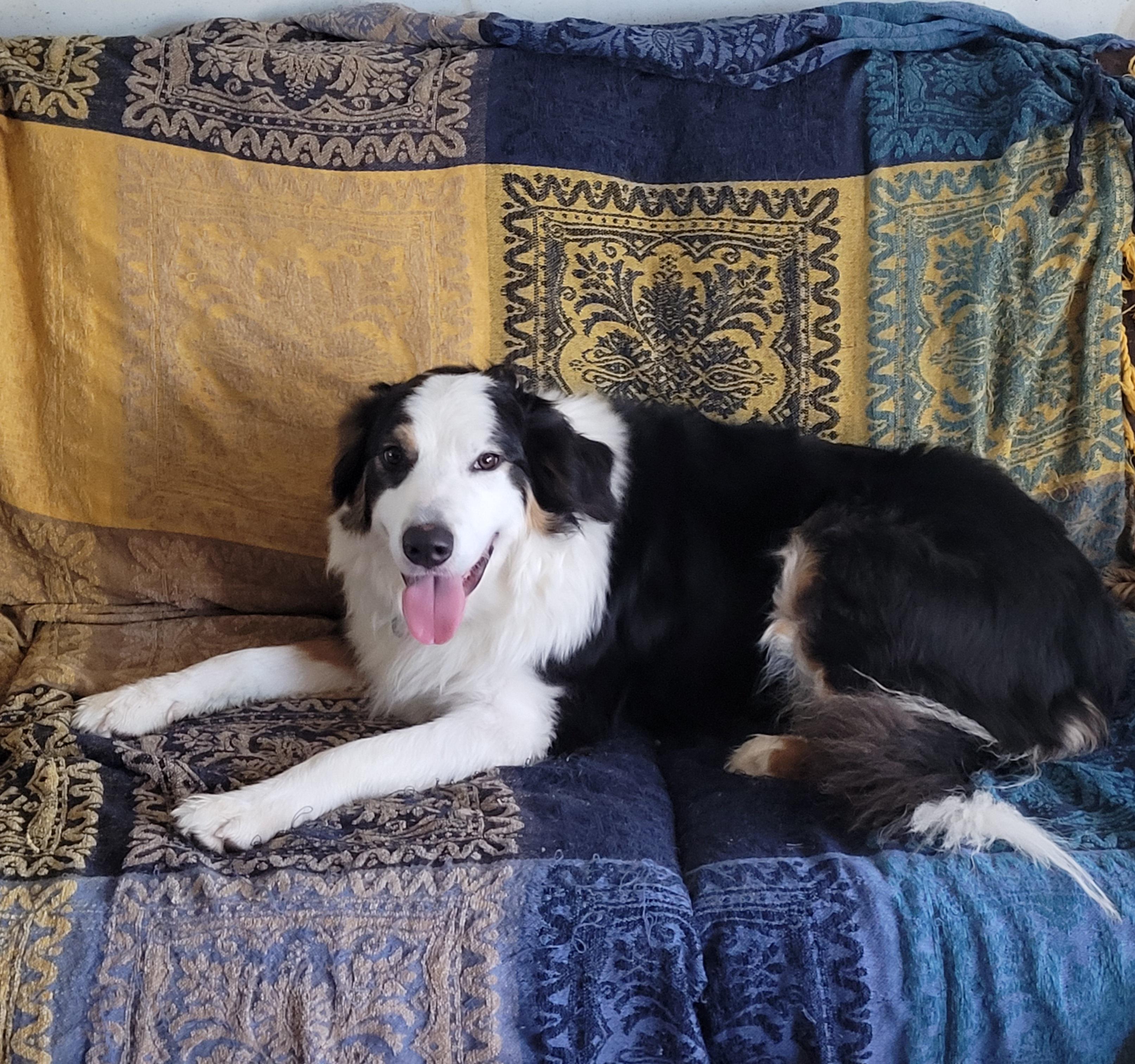 TARO, a ADOPTABLE Australian Shepherd in Hamilton, NJ image 1/2
