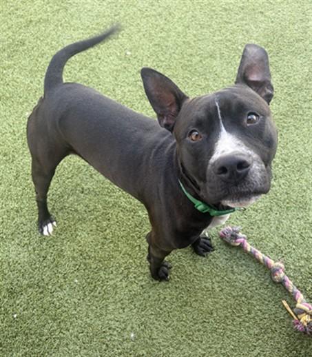 TROLL, Adoptable, Young Male Pit Bull Terrier.