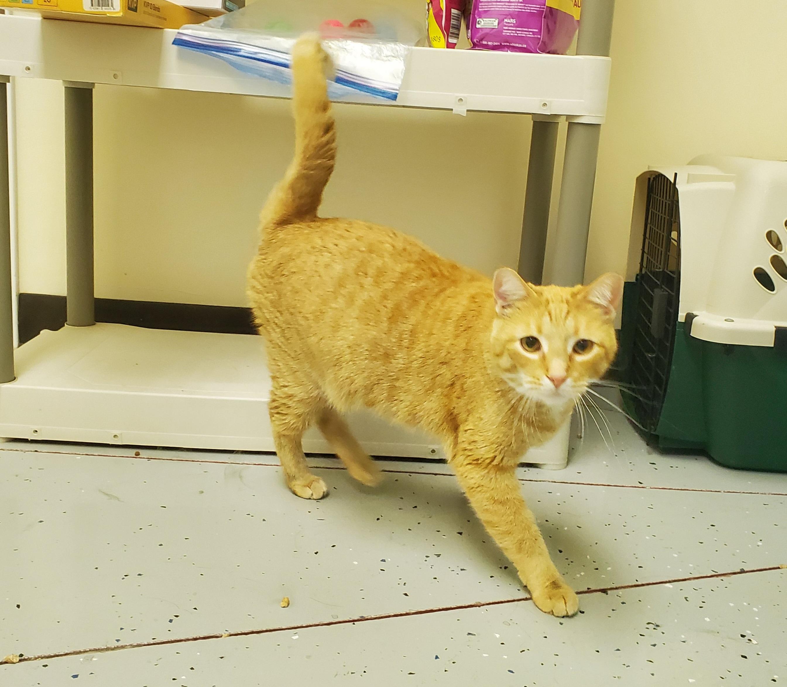 Rusty - Barn Cat, an adoptable Domestic Short Hair in Drumheller, AB, T0J 0Y0 | Photo Image 1