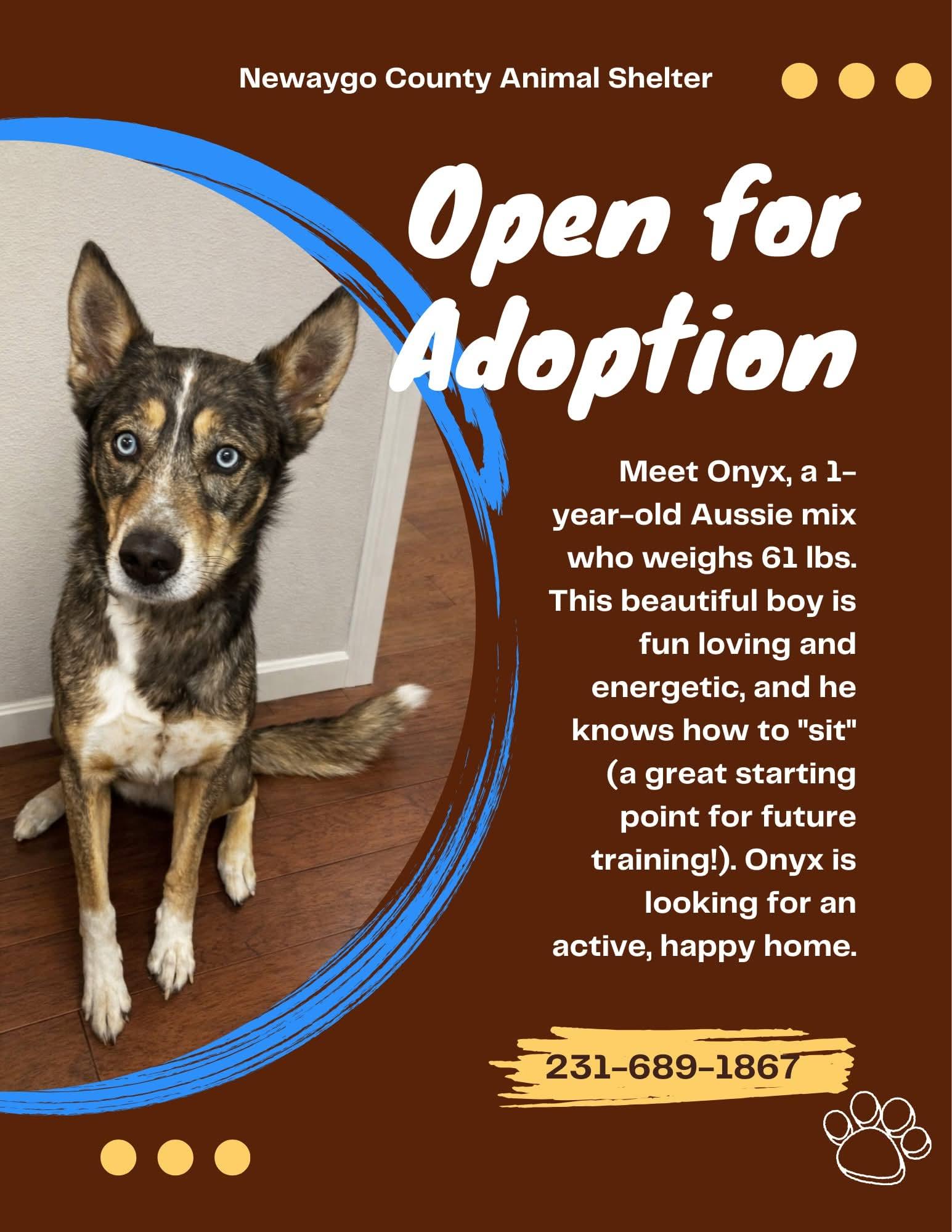 Enlarge Onyx, an adopted mixed breed in White Cloud, MI image 1/3