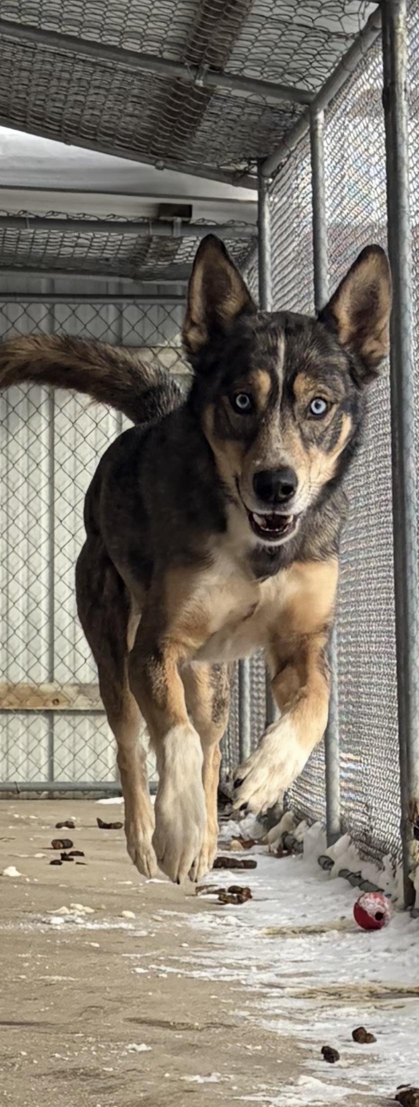 Enlarge Onyx, an adopted mixed breed in White Cloud, MI image 2/3