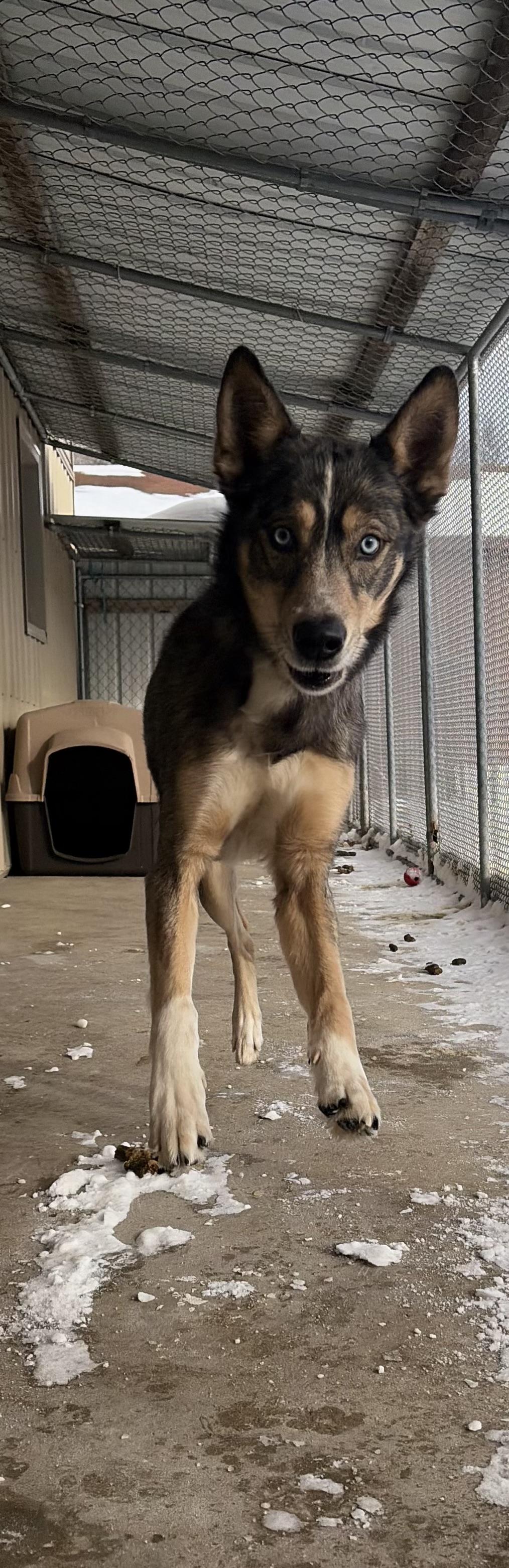 Enlarge Onyx, an adopted mixed breed in White Cloud, MI image 3/3