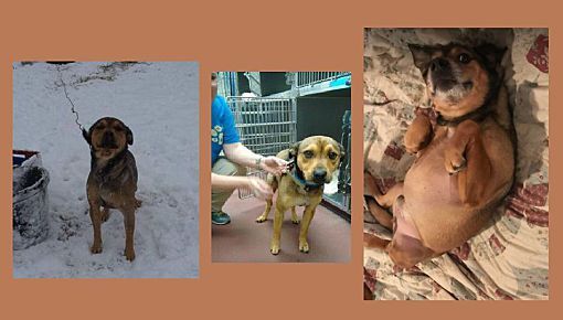 Tiny, a Adoptable mixed breed in Rockvale, TN image 1/2