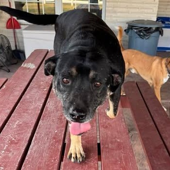 Enlarge LUCKY, a Adoptable mixed breed in Eau Claire , WI image 5/5