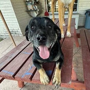 Enlarge LUCKY, a Adoptable mixed breed in Eau Claire , WI image 4/5