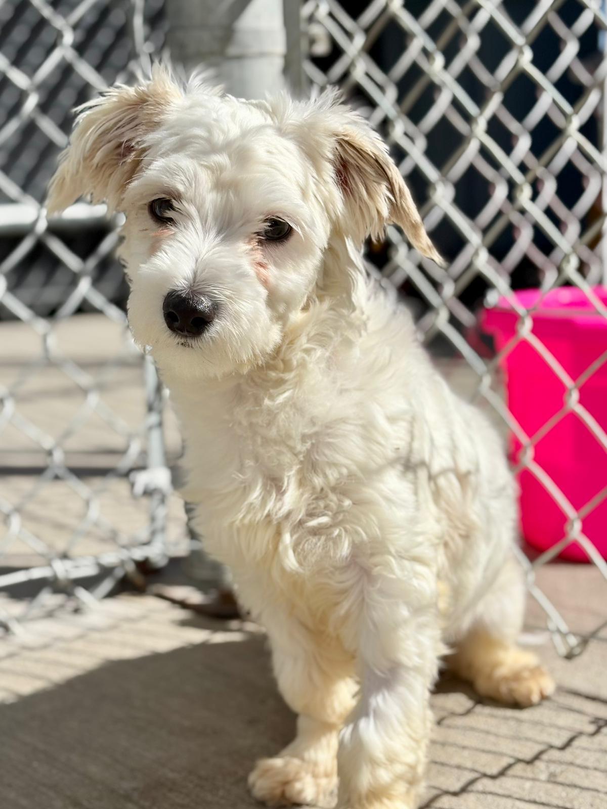 Gregory, adopted, Young Male Maltese.