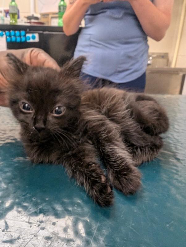 Samuel, Adoptable, Adult Male Domestic Short Hair.