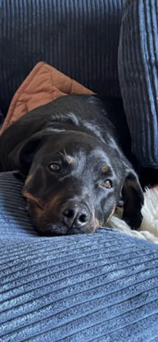 Enlarge Luna, a Adoptable Rottweiler in Redmond, WA image 2/6