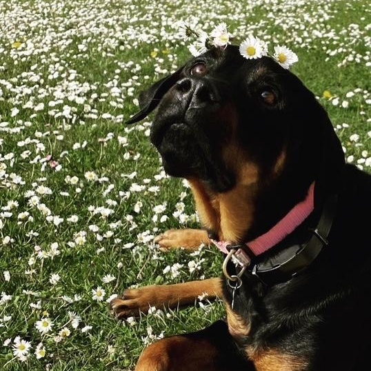 Luna, a Adoptable Rottweiler in Redmond, WA image 6/6