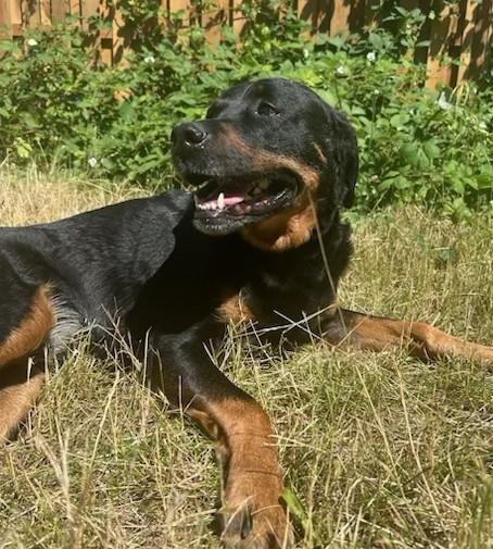 Luna, Adoptable, Adult Female Rottweiler.