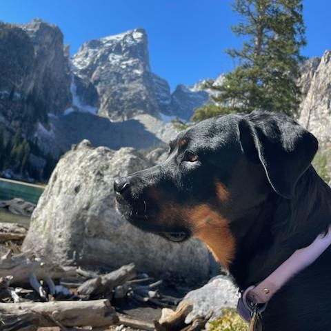 Luna Rottweiler Dog