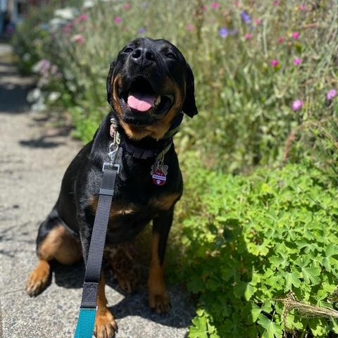 Luna, a Adoptable Rottweiler in Redmond, WA image 4/6