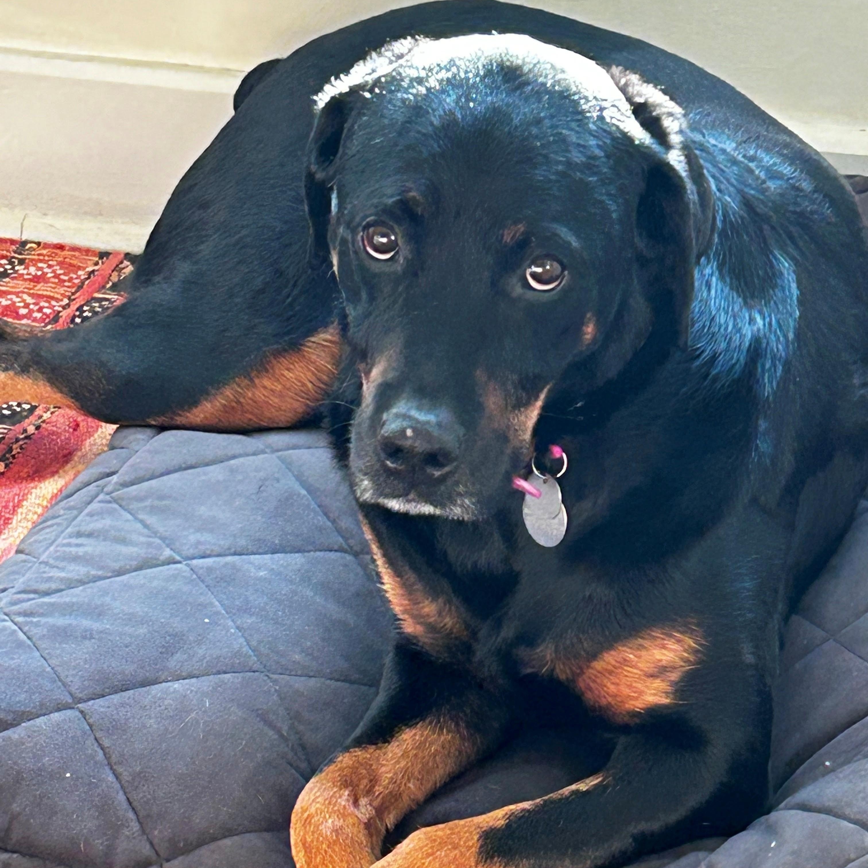 Luna, a Adoptable Rottweiler in Redmond, WA image 5/6