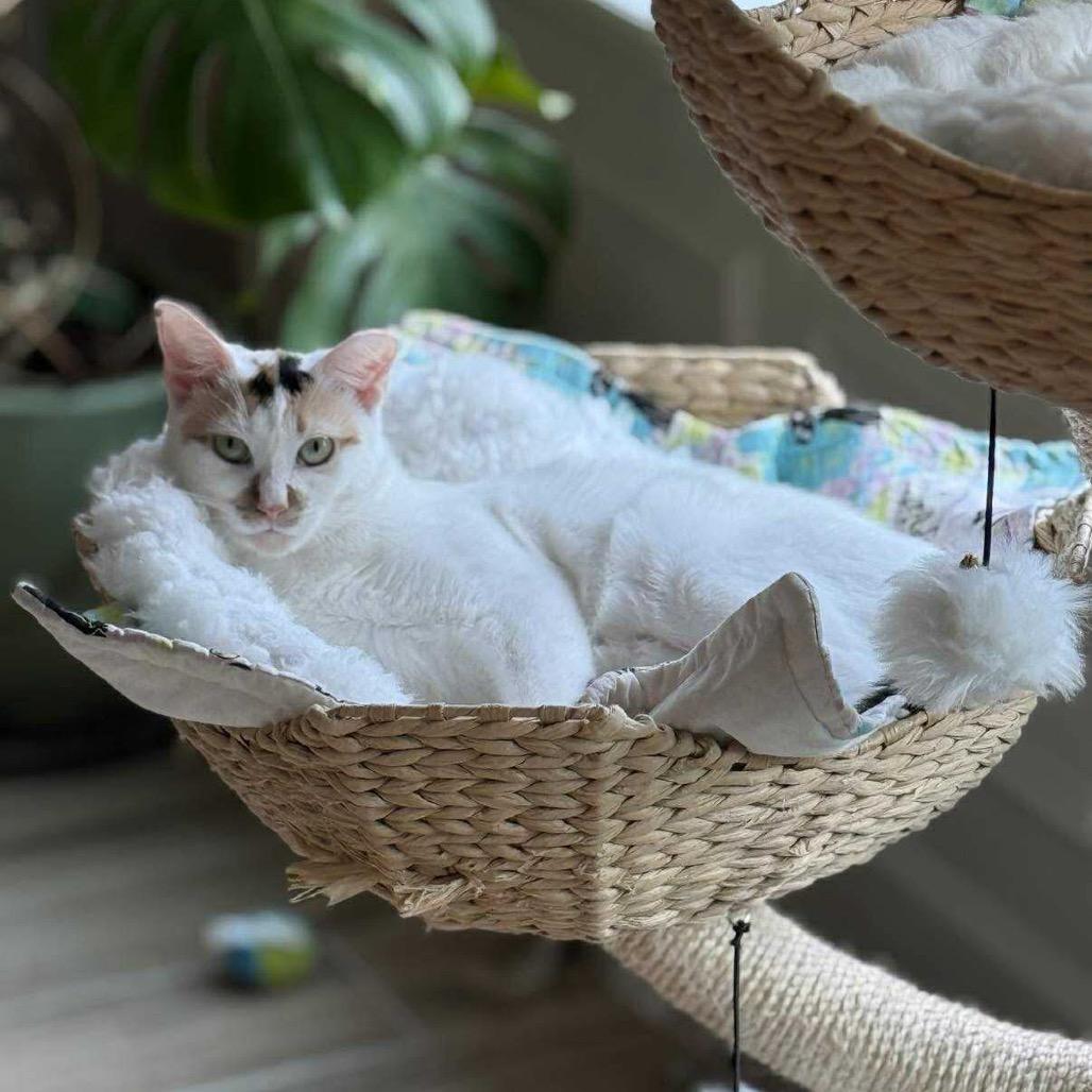 Nilla, Adoptable, Young Female Domestic Short Hair.