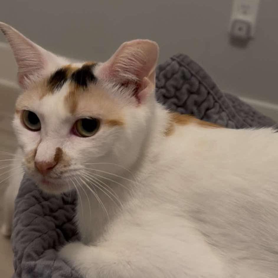 Enlarge Nilla, a Adoptable Domestic Short Hair in Ponte Vedra Beach, FL image 2/4