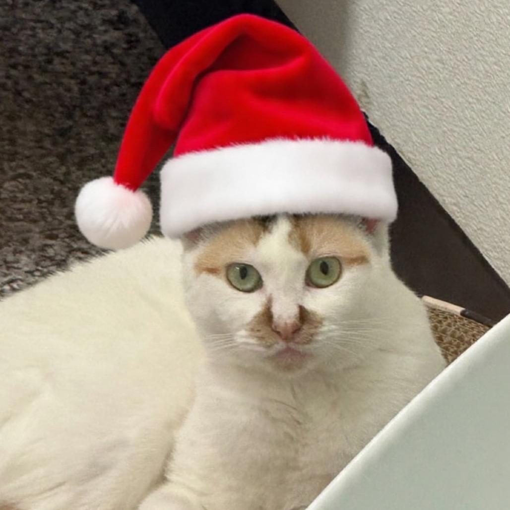 Enlarge Nilla, a Adoptable Domestic Short Hair in Ponte Vedra Beach, FL image 3/4