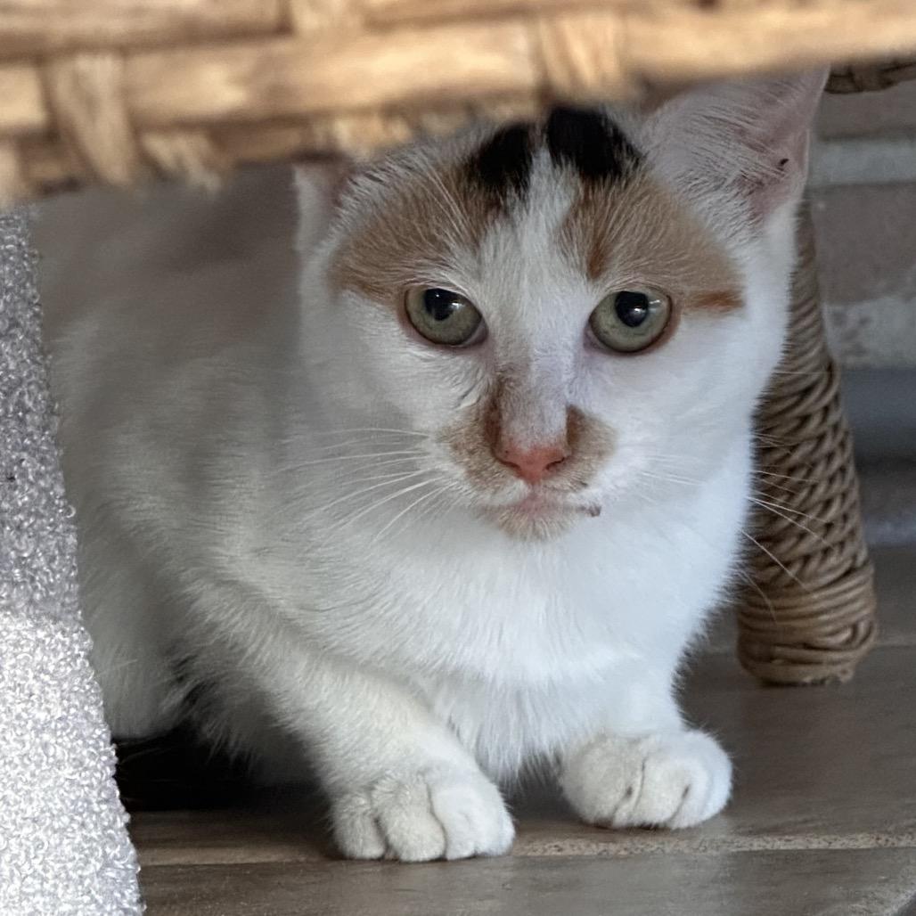 Enlarge Nilla, a Adoptable Domestic Short Hair in Ponte Vedra Beach, FL image 4/4