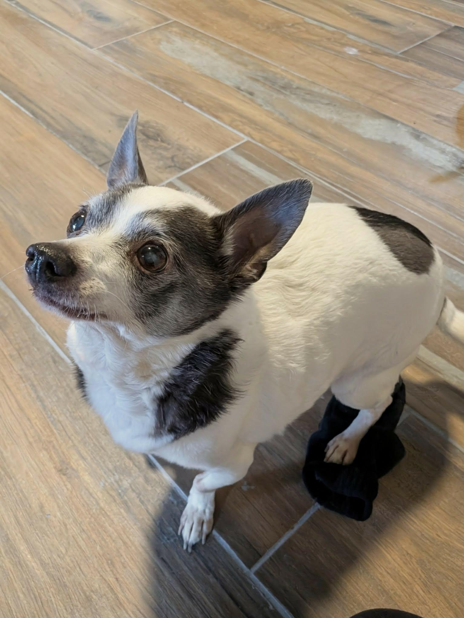 Enlarge Romeo, a Adoptable Chihuahua in Las Vegas, NV image 3/3